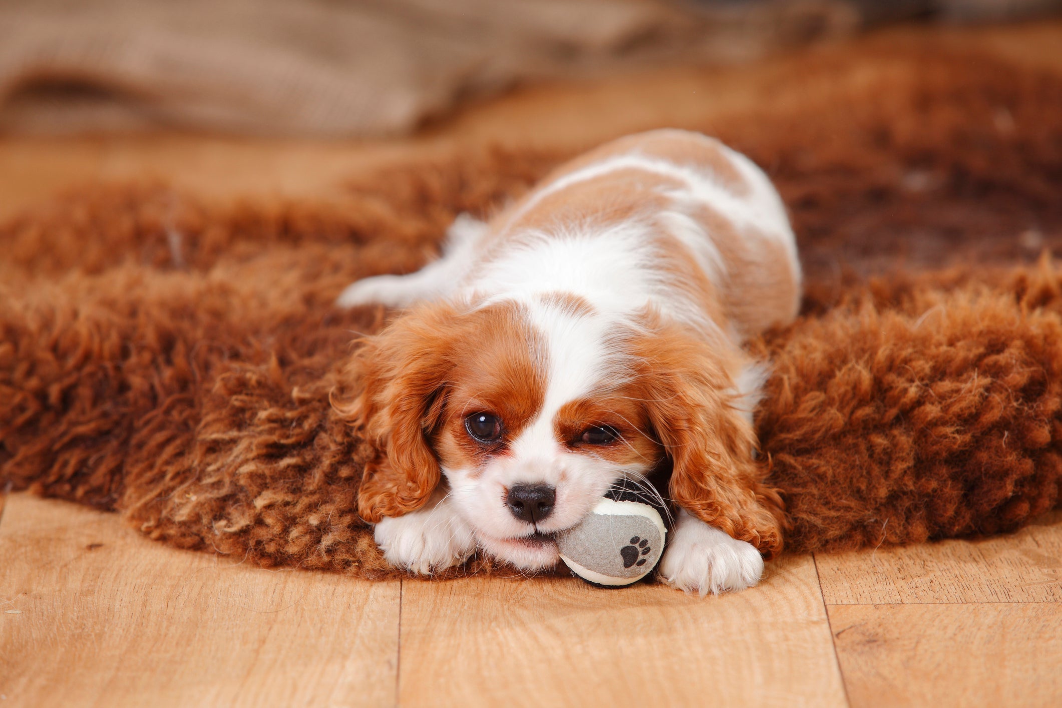 Dócil, o Cavalier King é um cachorro manso e carinhoso