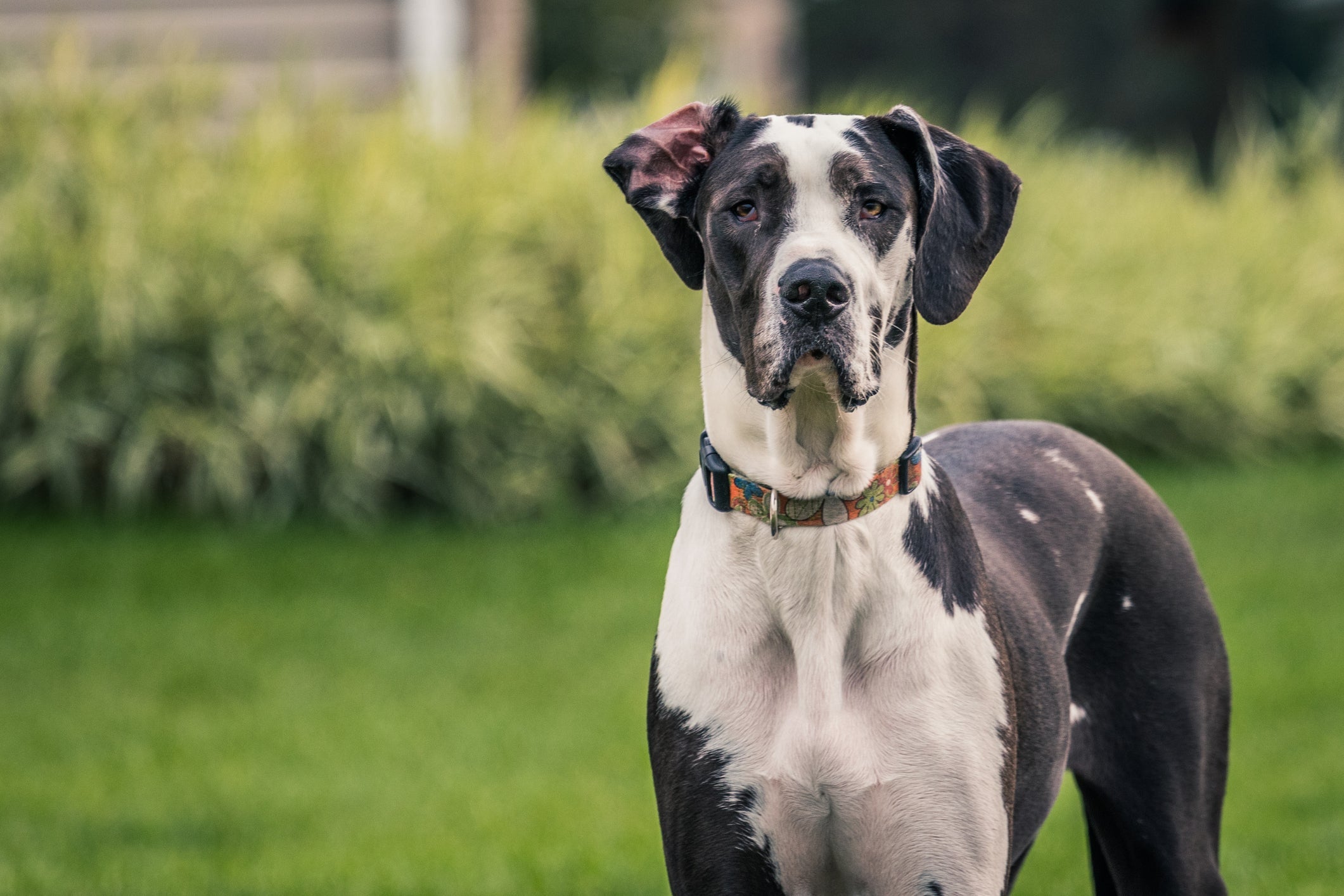 Cachorro zen também pode ter um porte grande como o Dogue Alemão