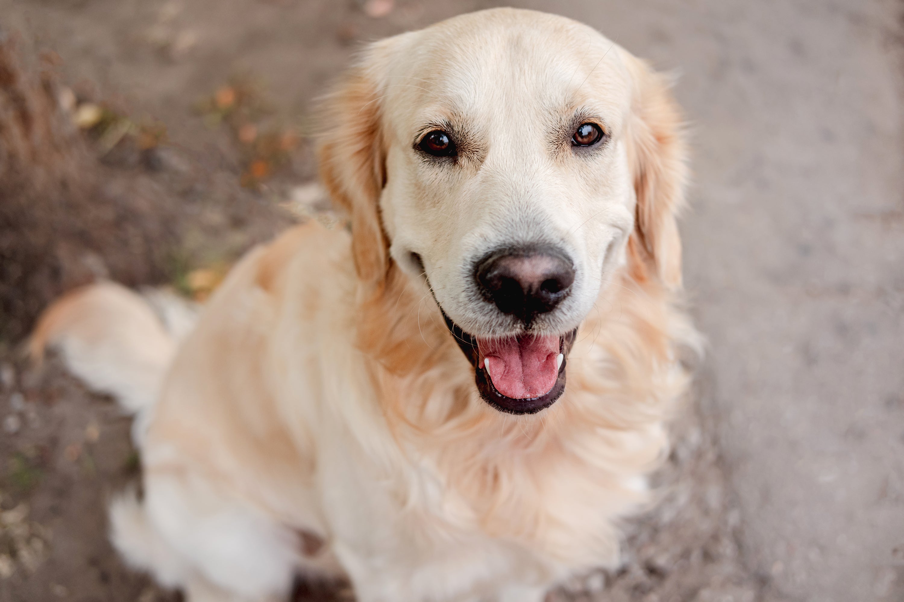 Um cachorro manso, mas que ao mesmo tempo é energético, é o Golden Retriever