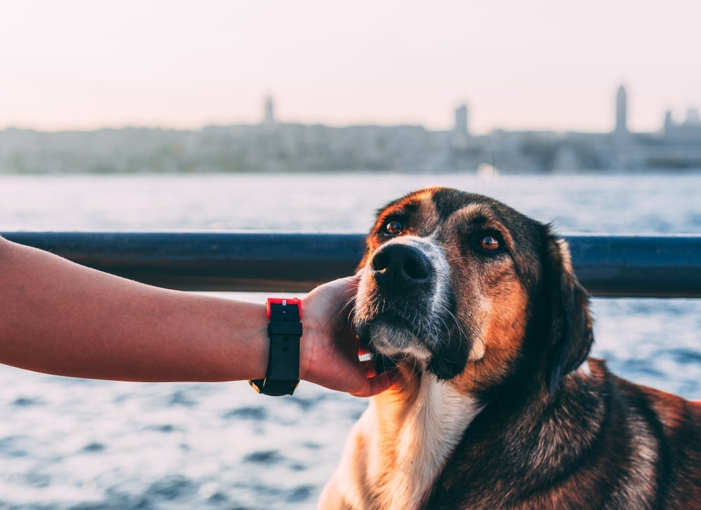 Os cães criam um vínculo único com os tutores
