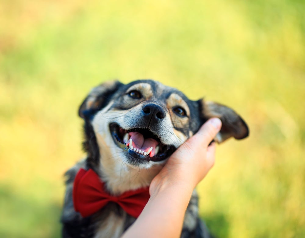 Identificar um cachorro feliz não é difícil