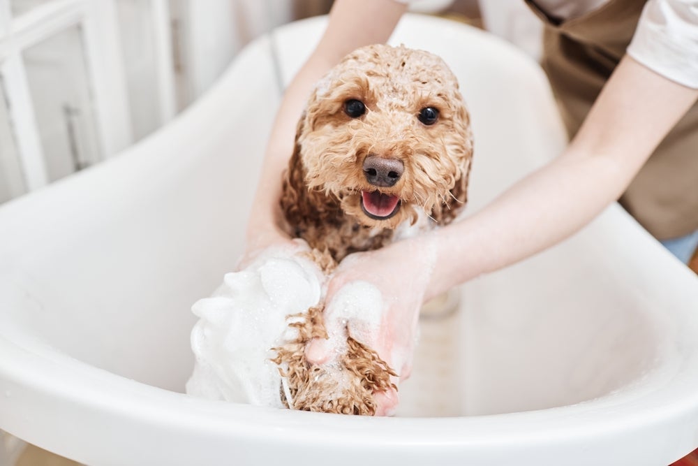 O banho em cachorro é importante para cuidar da higiene canina