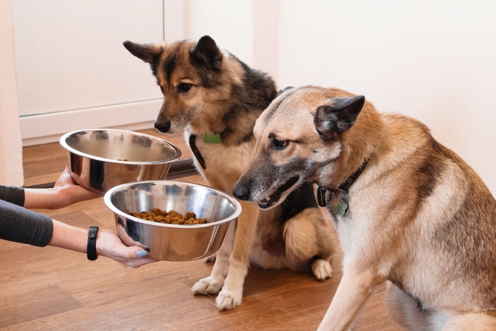 É importante que cada cãozinho tenha seu próprio comedouro e bebedouro