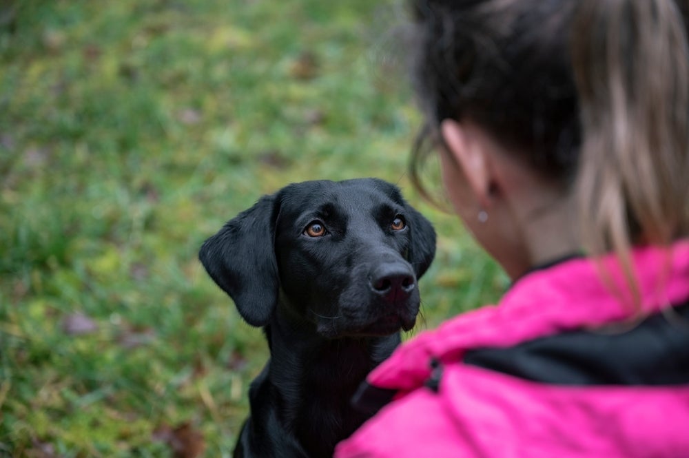 Olhar o cachorro nos olhos cria uma conexão única com o pet