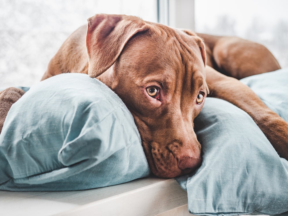 O cachorro quando encosta a cabeça no travesseiro faz isso para matar a saudade do dono