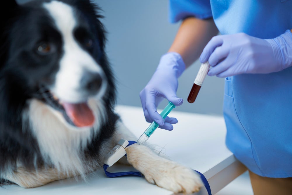 Para doar sangue, cachorro precisa atender alguns requisitos
