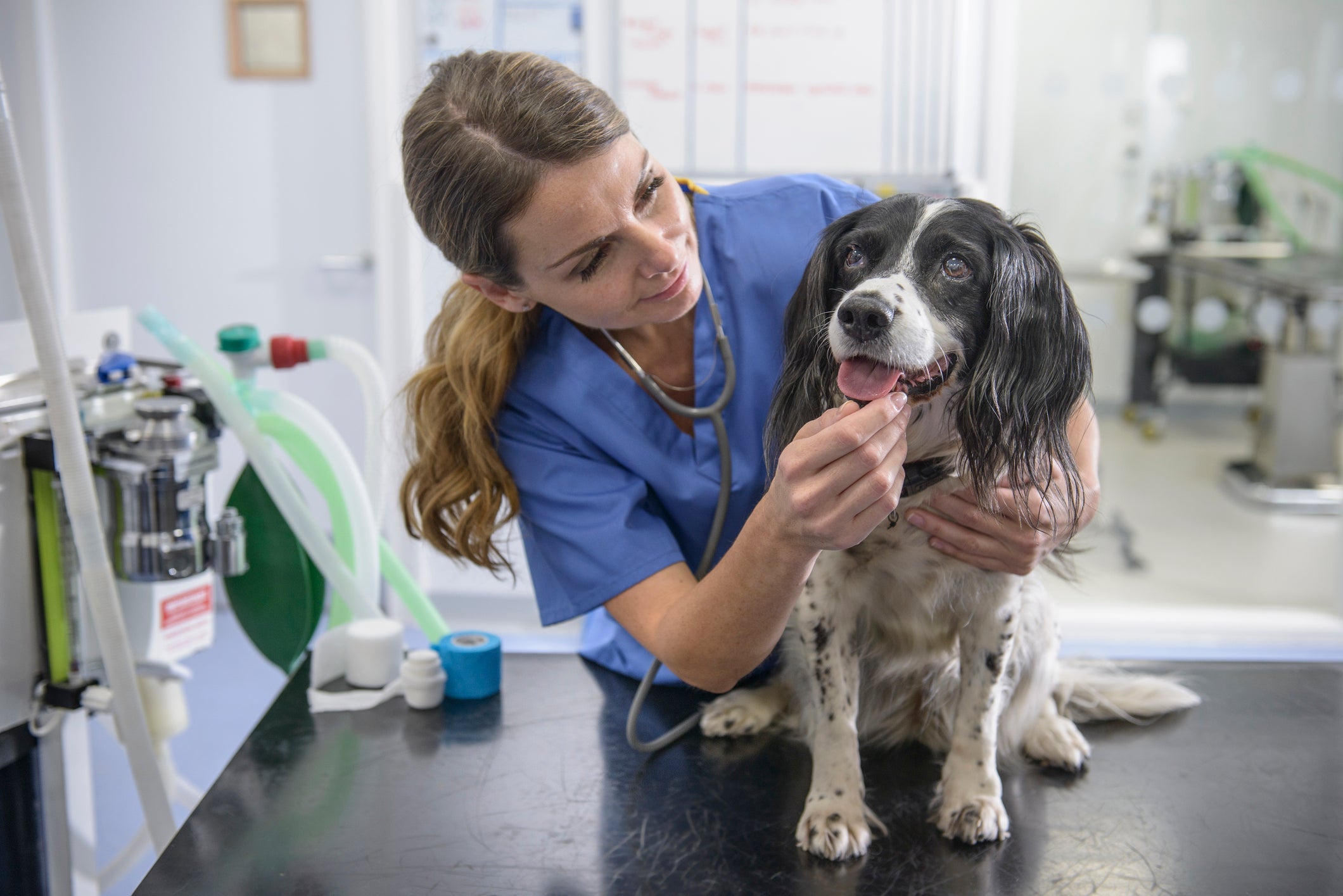 Com o check-up, você garante a saúde do cachorro