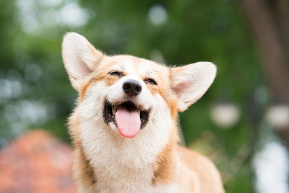 O comportamento dos cachorros sempre surpreende