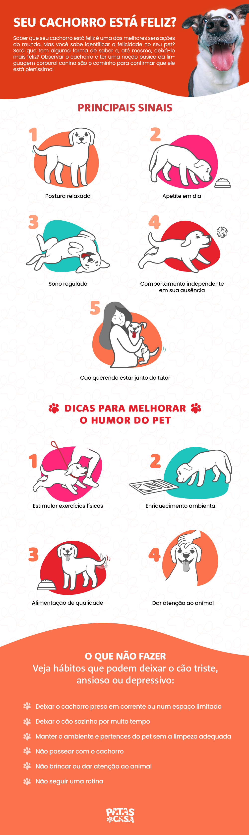 Identificar um cachorro feliz não é uma tarefa tã difícil quanto parece