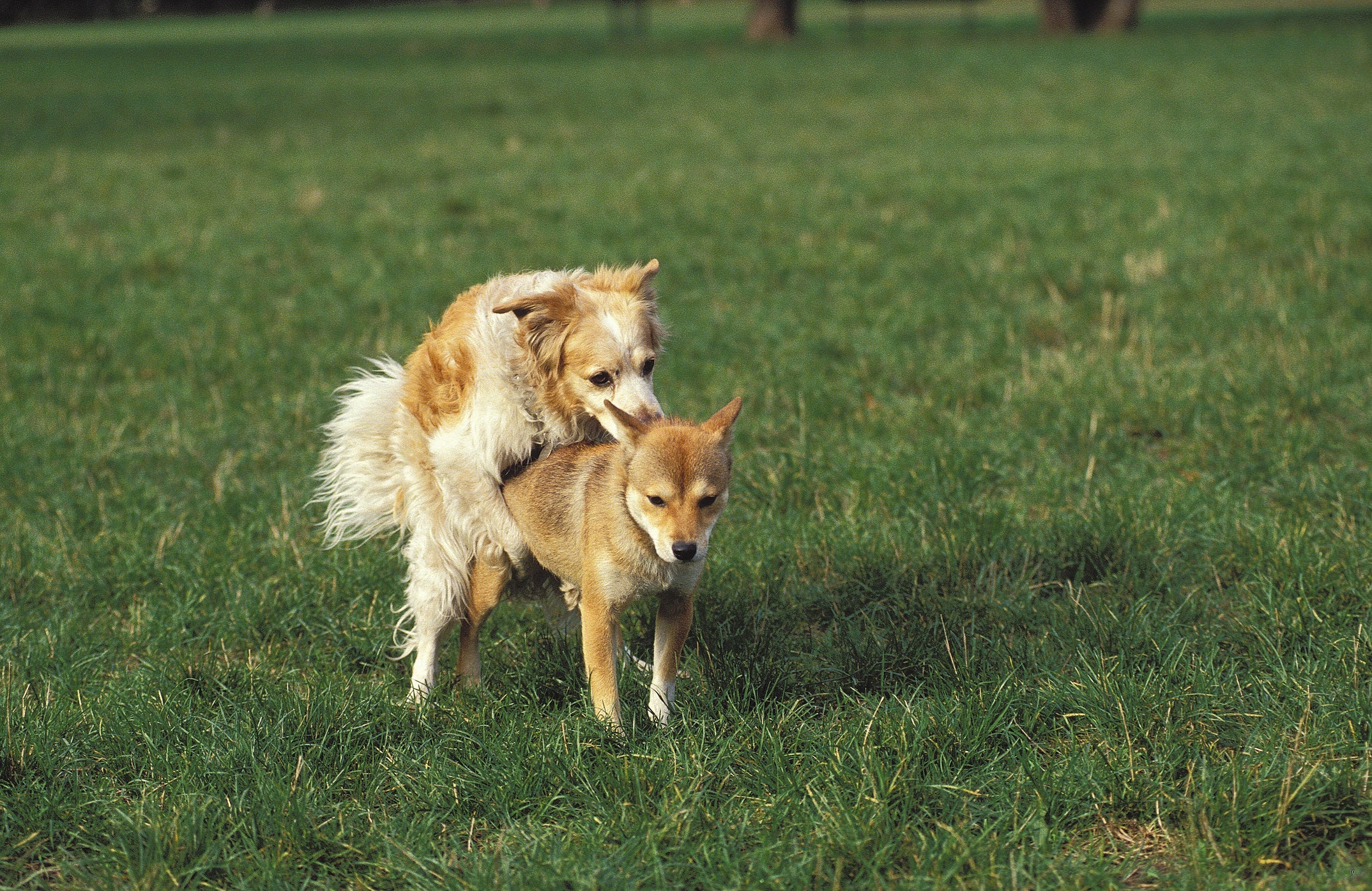 Durante o cruzamento de cachorro, o macho ejacula três vezes, em intensidades diferentes