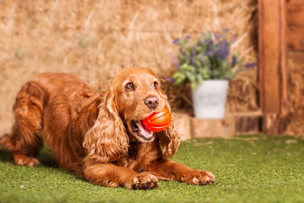 Cocker Spaniel Inglês também entra na lista de cachorros bagunceiros