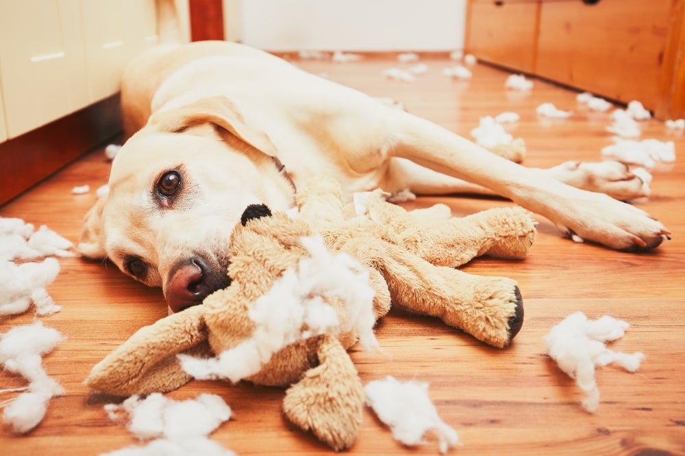 Labrador é o cachorro bagunceiro mais querido entre os fãs de pets
