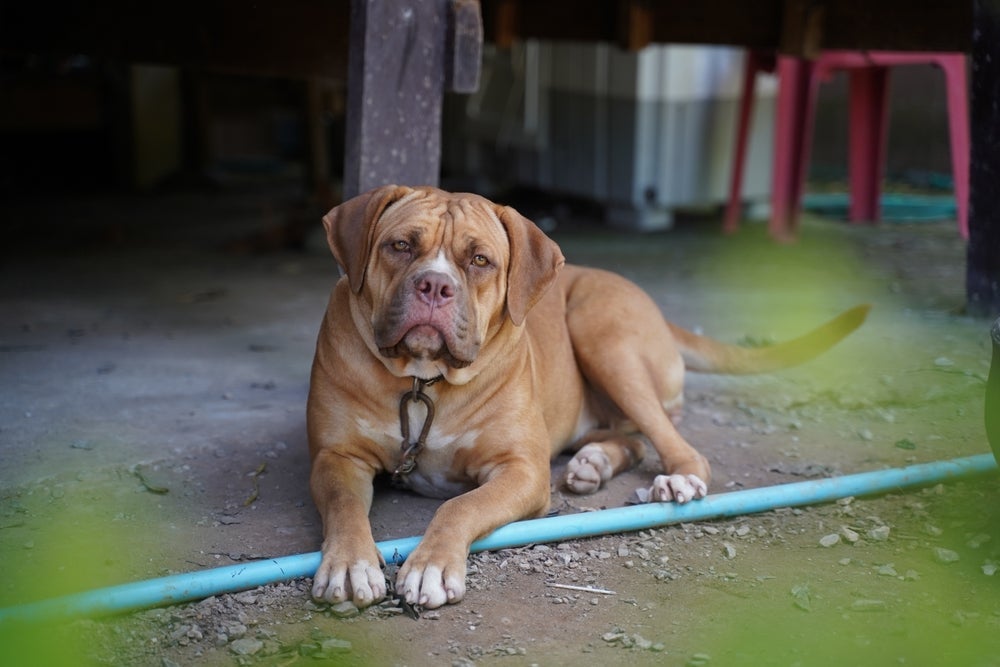 O cachorro American Bandogge tem uma força poderosa na mandíbula