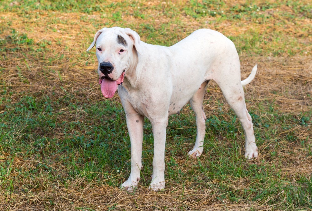 O cão Dogo Argentino é grande e forte