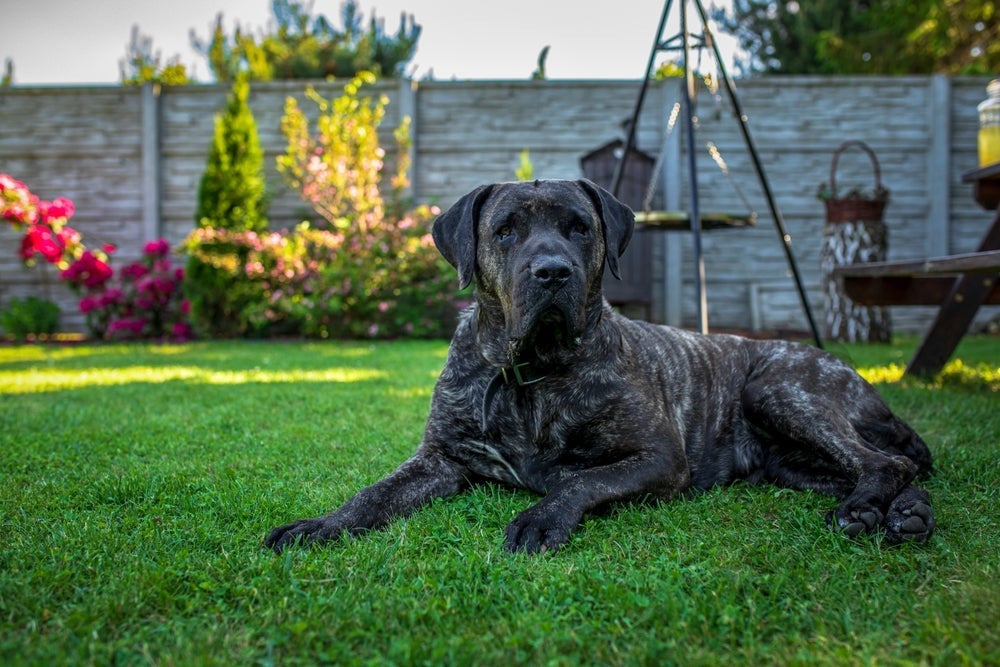 O Dogo Canário é um cachorro com uma mordida bem potente