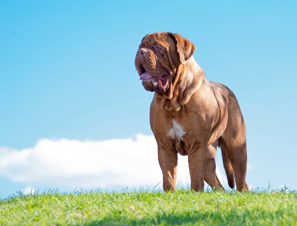 Dogue-de-bordeaux chama a atenção pela força na mandíbula