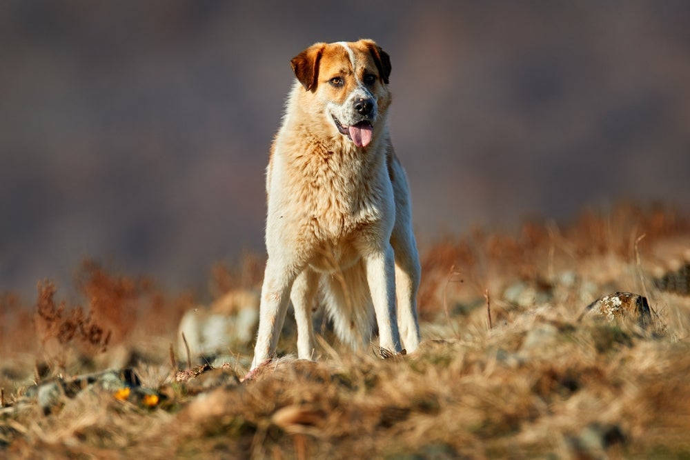 Kangal tem uma força de mordida muito intensa