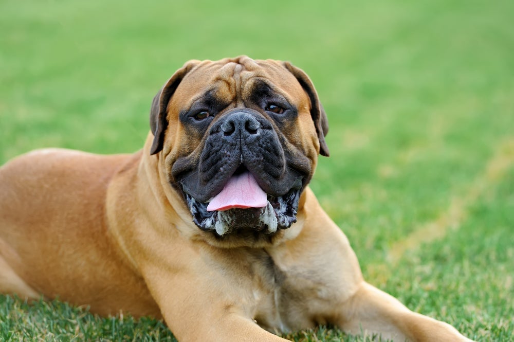 O Mastim Inglês é um cãozinho incrivelmente forte