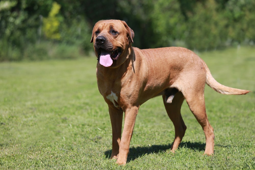 Raça Tosa Inu está entre os cachorros com mordida mais forte