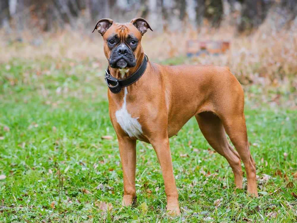 O Boxer é um cachorro de guarda bastante alerta