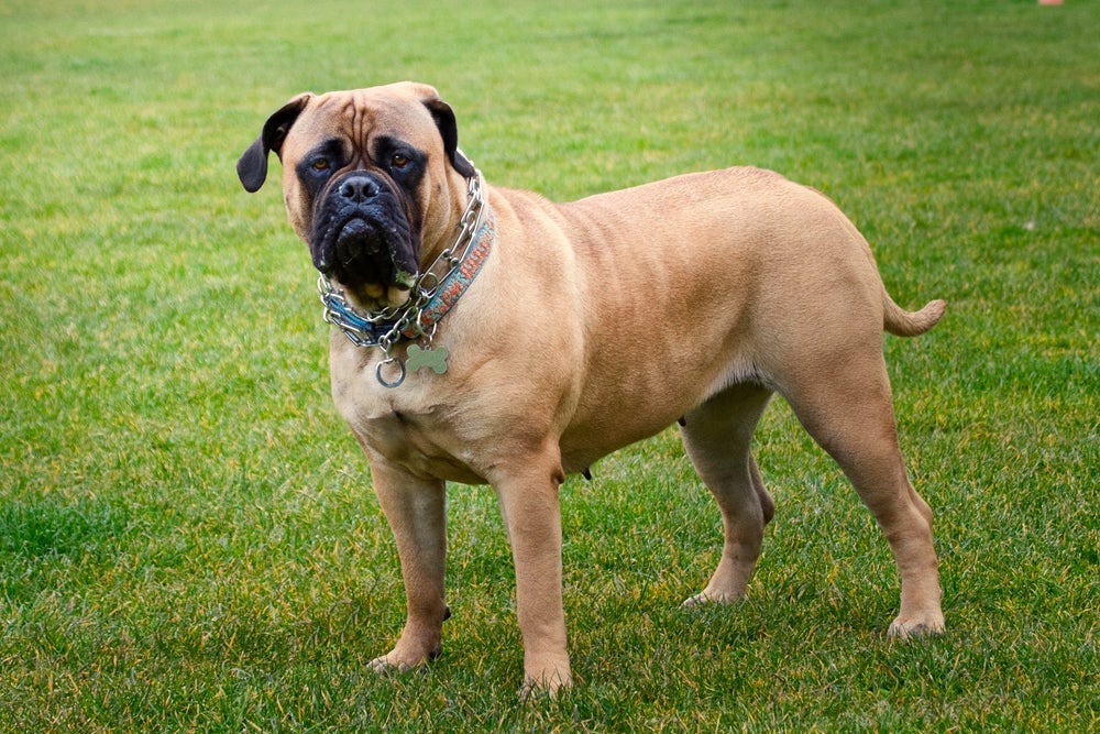 Raças de cachorros de guarda: o Bullmastiff é uma delas