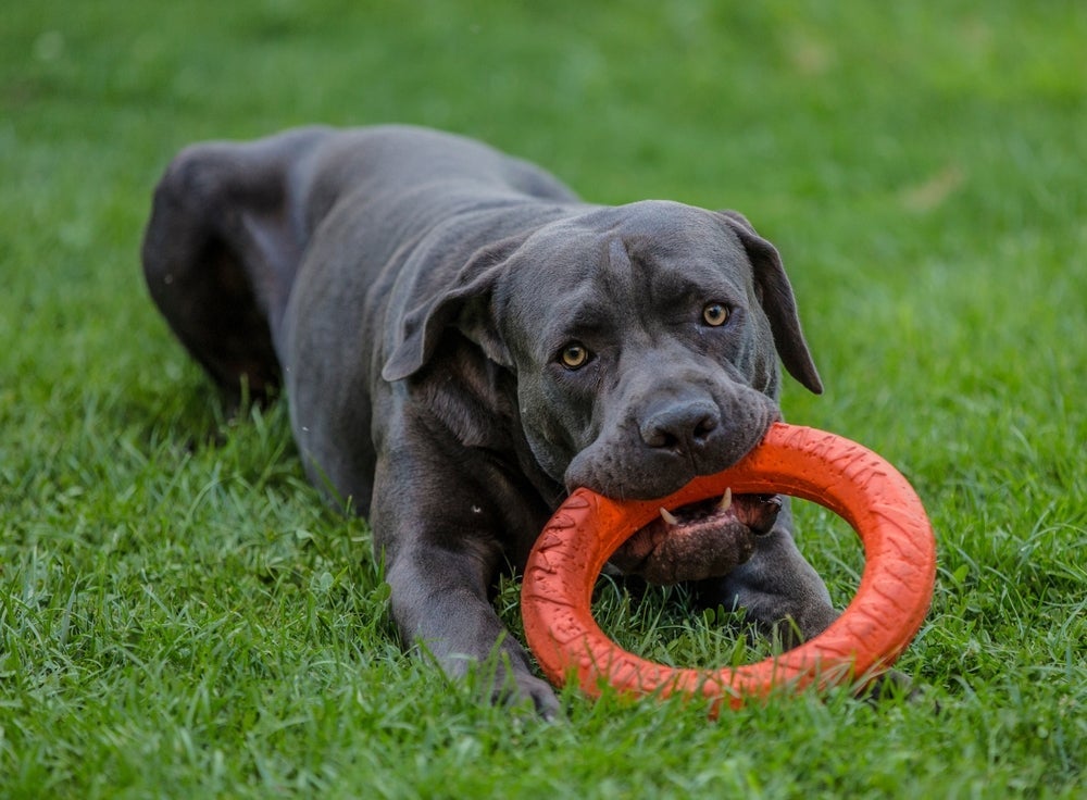 O Cane Corso é um dos melhores cães de guarda