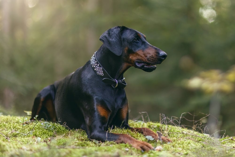 O Doberman está entre os melhores cães de guarda de todos