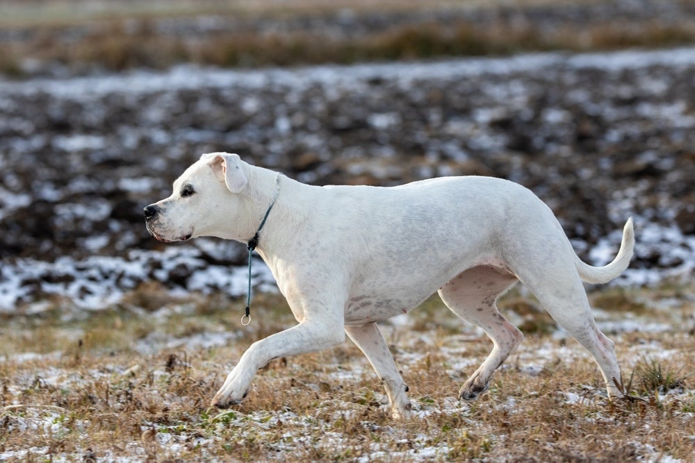 Cães de guarda: o Dogo Argentino se destaca na função