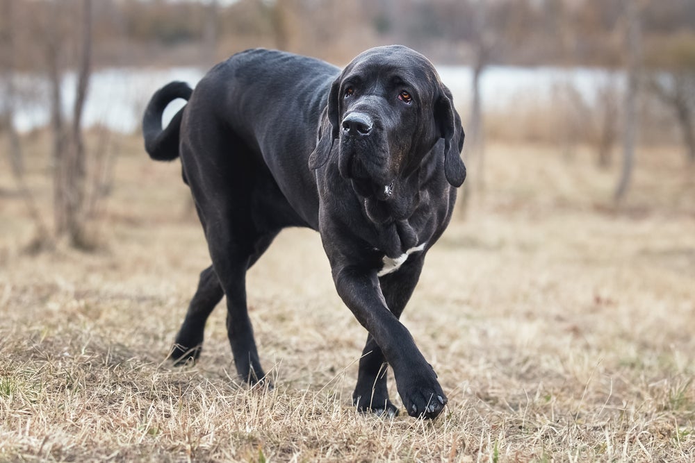 Cachorros de guarda como o Fila Brasileiro são bem fortes