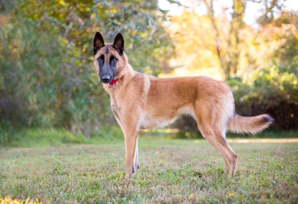 Cachorros de guarda como o Pastor Belga Malinois são bem inteligentes