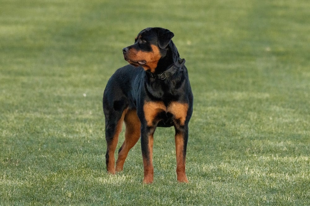 O Rottweiler é um excelente cão de guarda