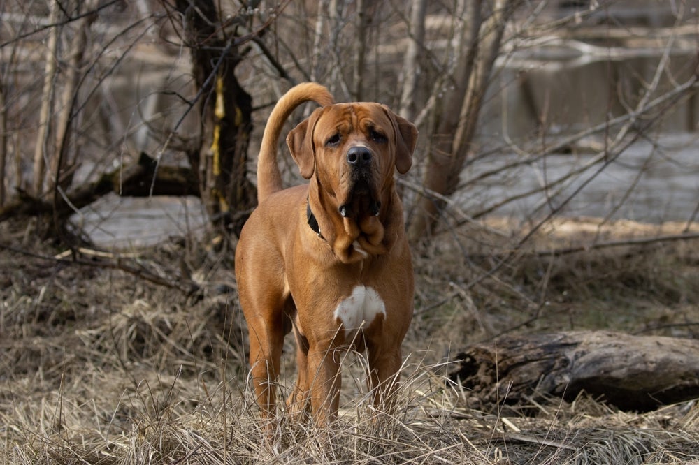 Um ótimo cão de guarda é o Tosa Inu