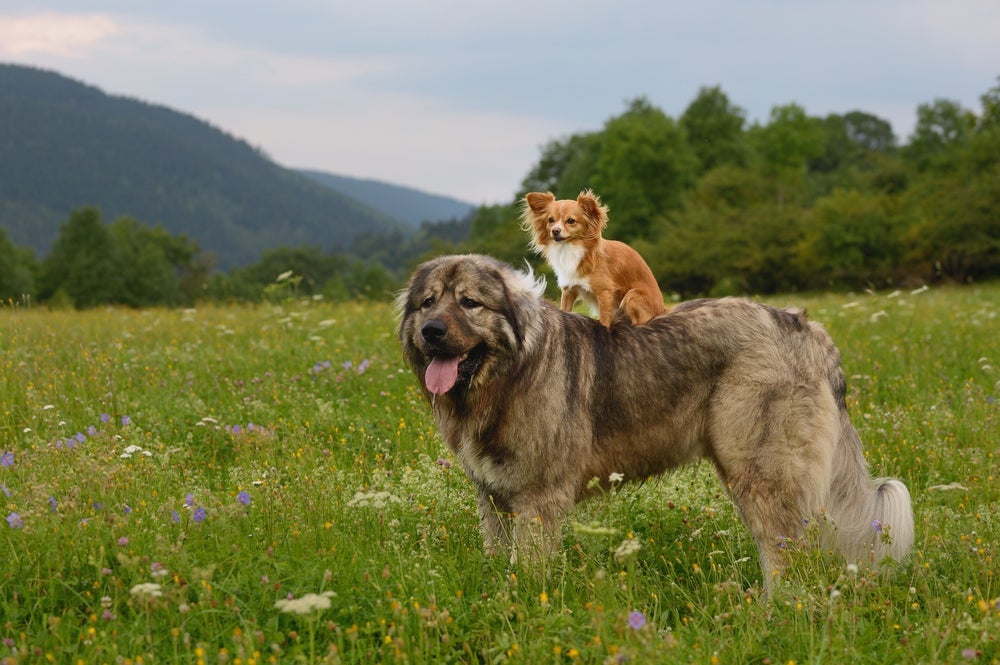 Cachorros de grande porte e cachorros de pequeno porte têm características distintas