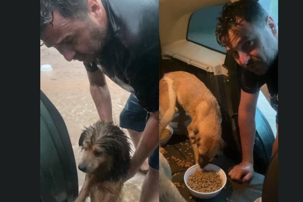 Marcio coloca cachorros de rua dentro do porta malas para se abrigarem da chuva (Créditos: Instagram/ @protetordotitok)