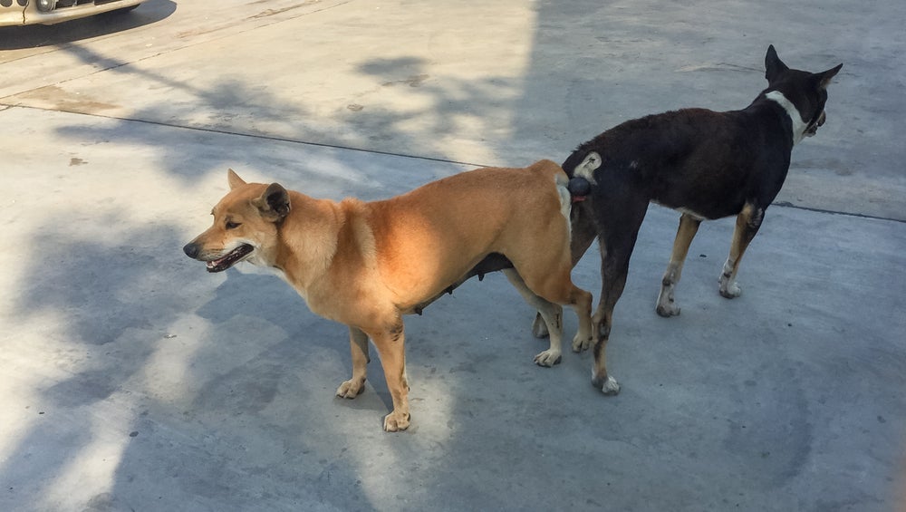 O período que os cachorros ficarão grudados depende de alguns fatores