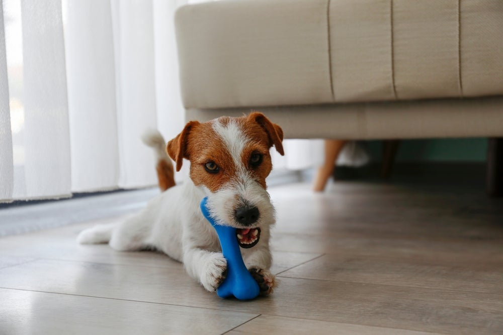 Os brinquedos para cachorro que ficam sozinhos são muito benéficos