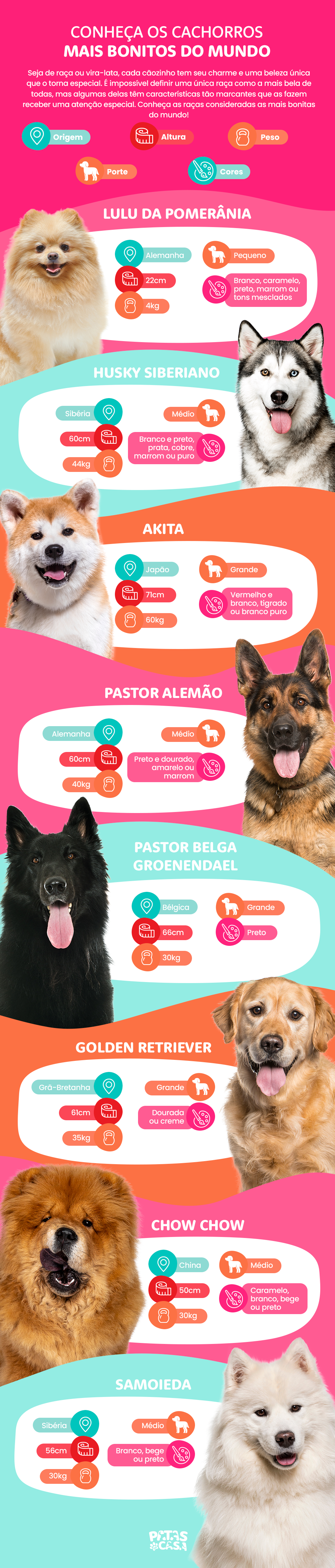 Muitas raças podem levar o título de cachorro mais bonito do mundo. Qual a sua preferida?