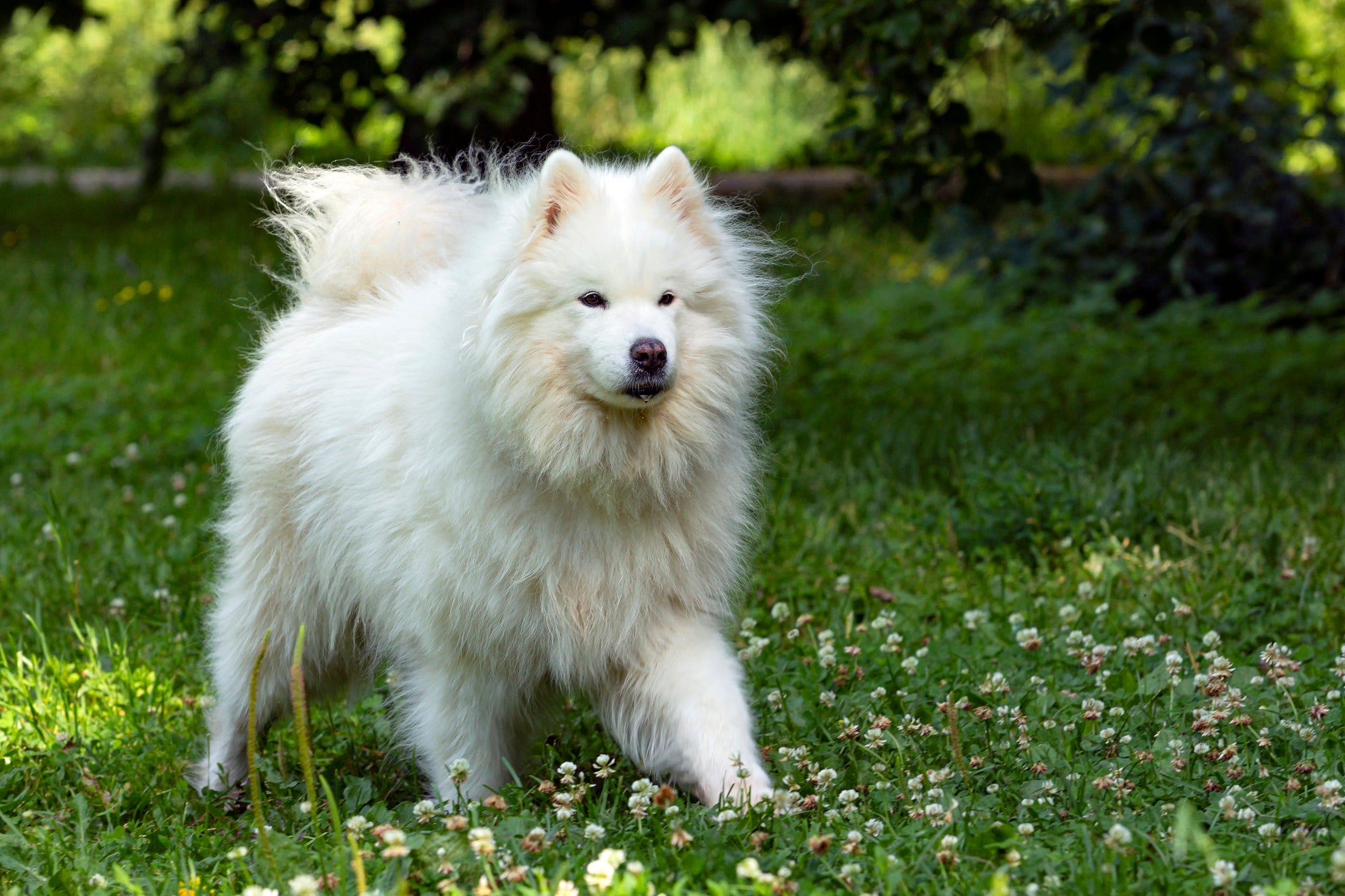 O Samoieda, um dos cachorros mais caros do mundo, pode custar 70 mil 