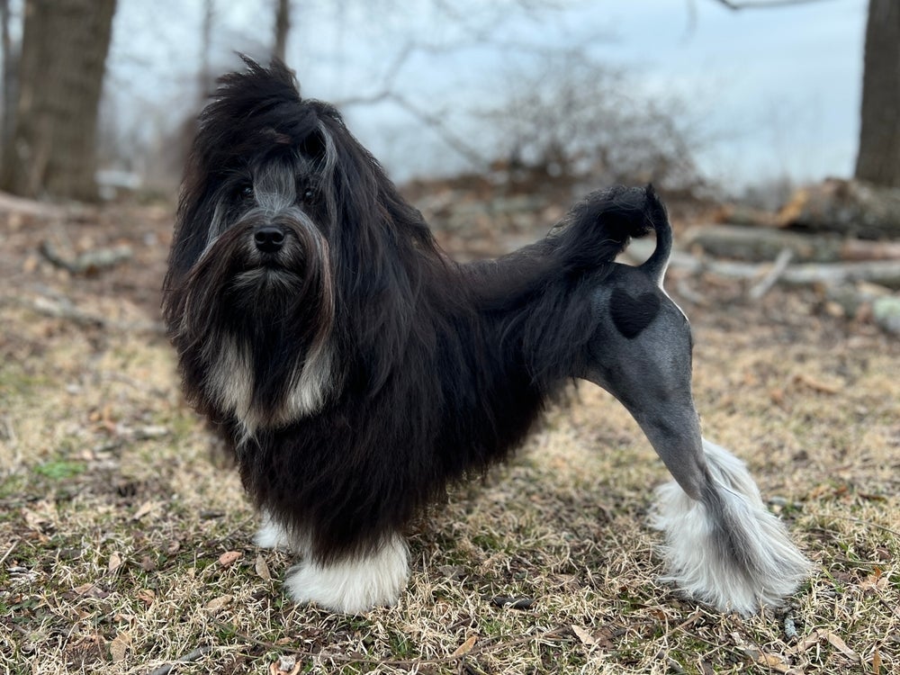 O Löwchen é um cão raro que pode custar 60 mil reais