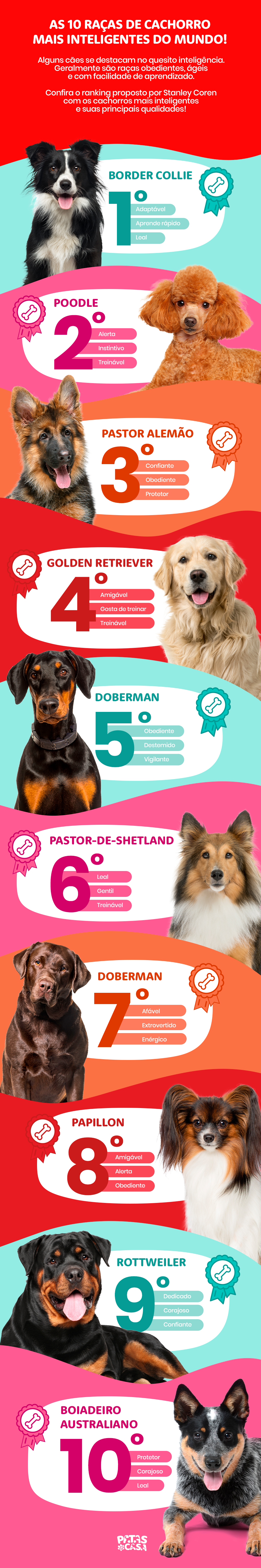 As raças de cachorro mais inteligentes do mundo!