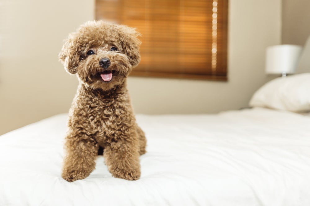 O Poodle é o segundo cachorro mais inteligente do mundo! 