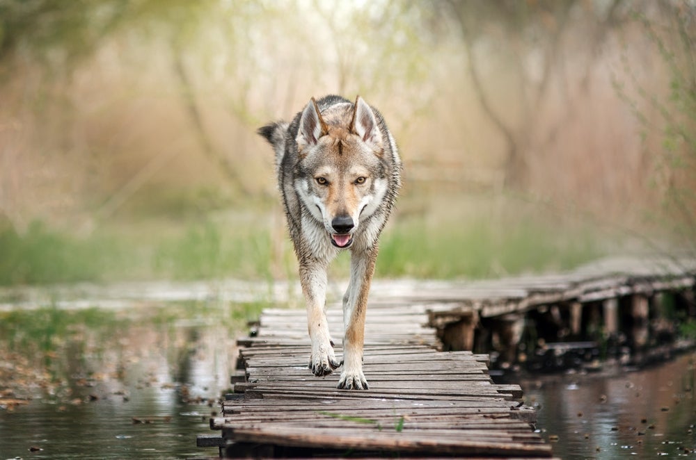 O cachorro mais perigoso do mundo é o Cão-Lobo