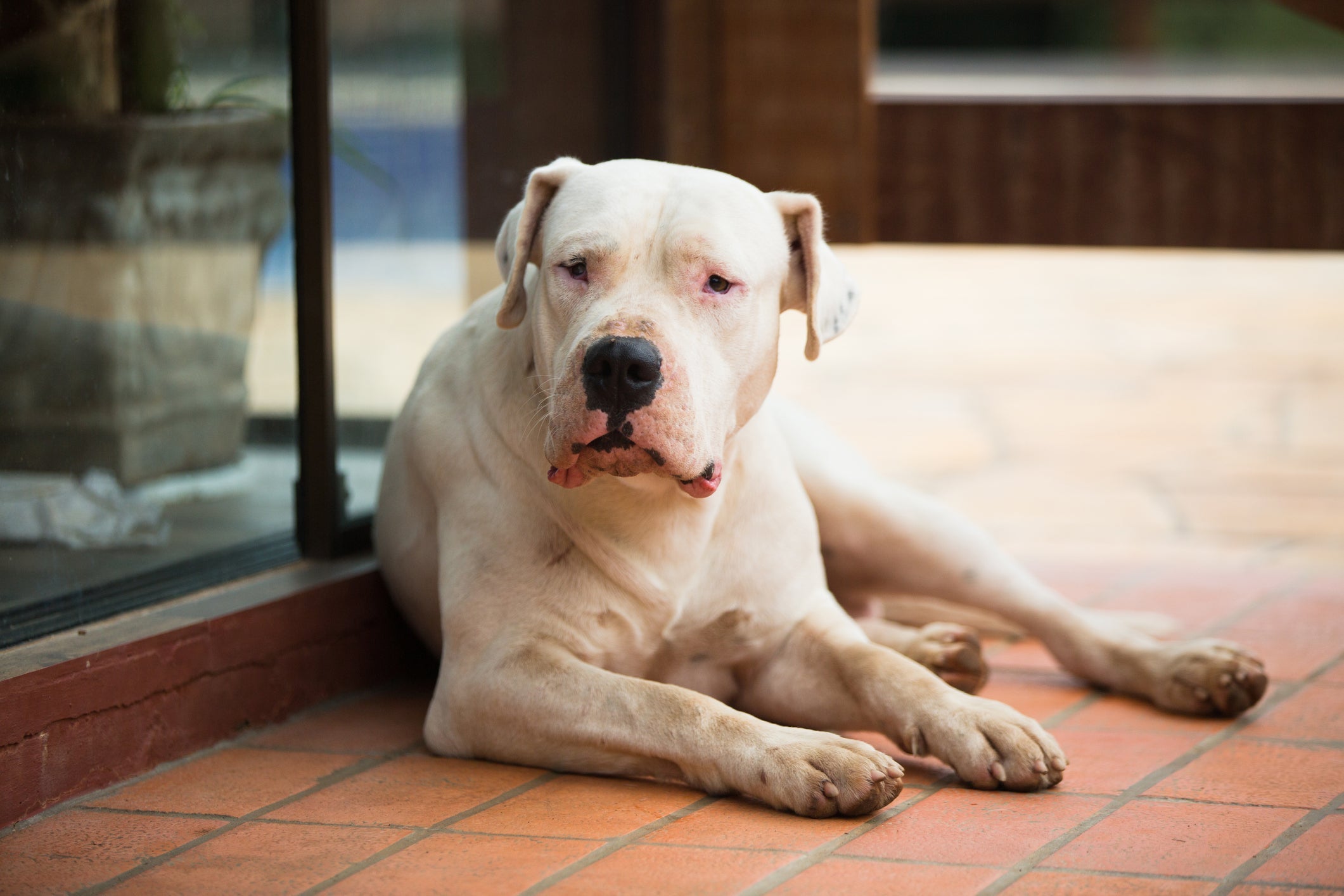 Cachorro perigoso: o Dogo Argentino chega a ser proibido em alguns países