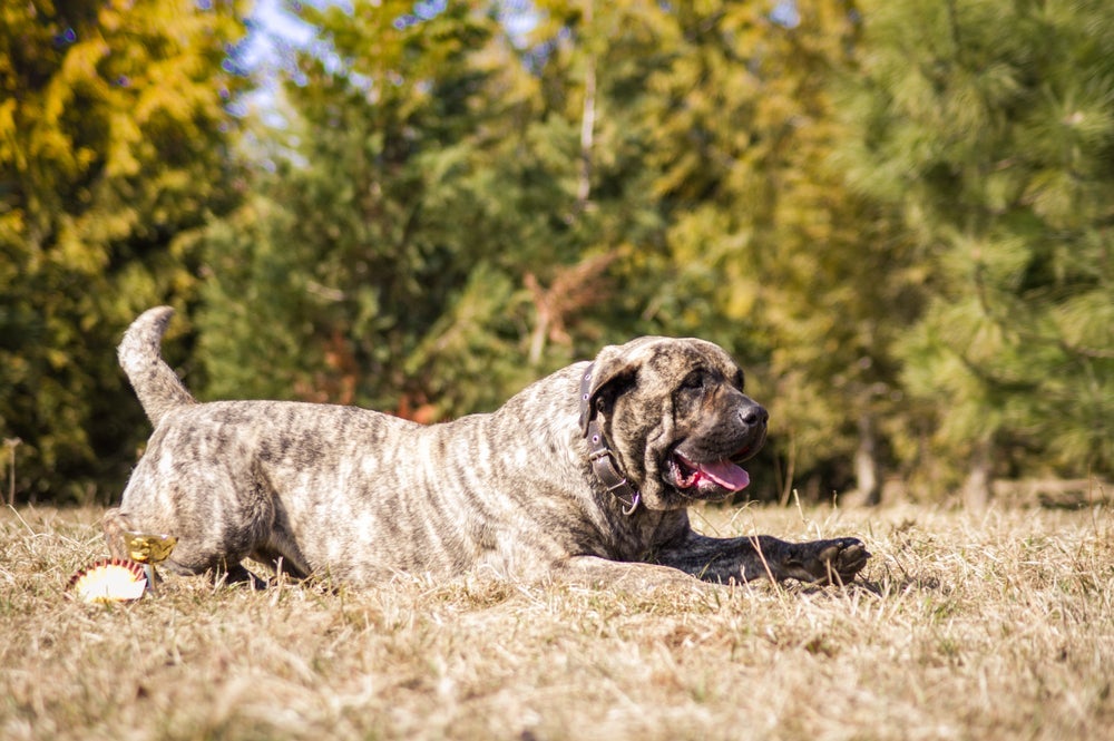 Na lista de cachorros mais perigosos do mundo, tem o Dogo Canário
