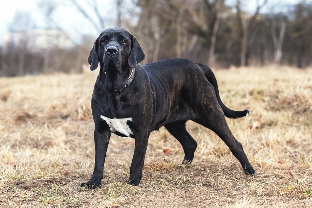 Bem protetor, o Fila Brasileiro é um cachorro perigoso que requer treinamento