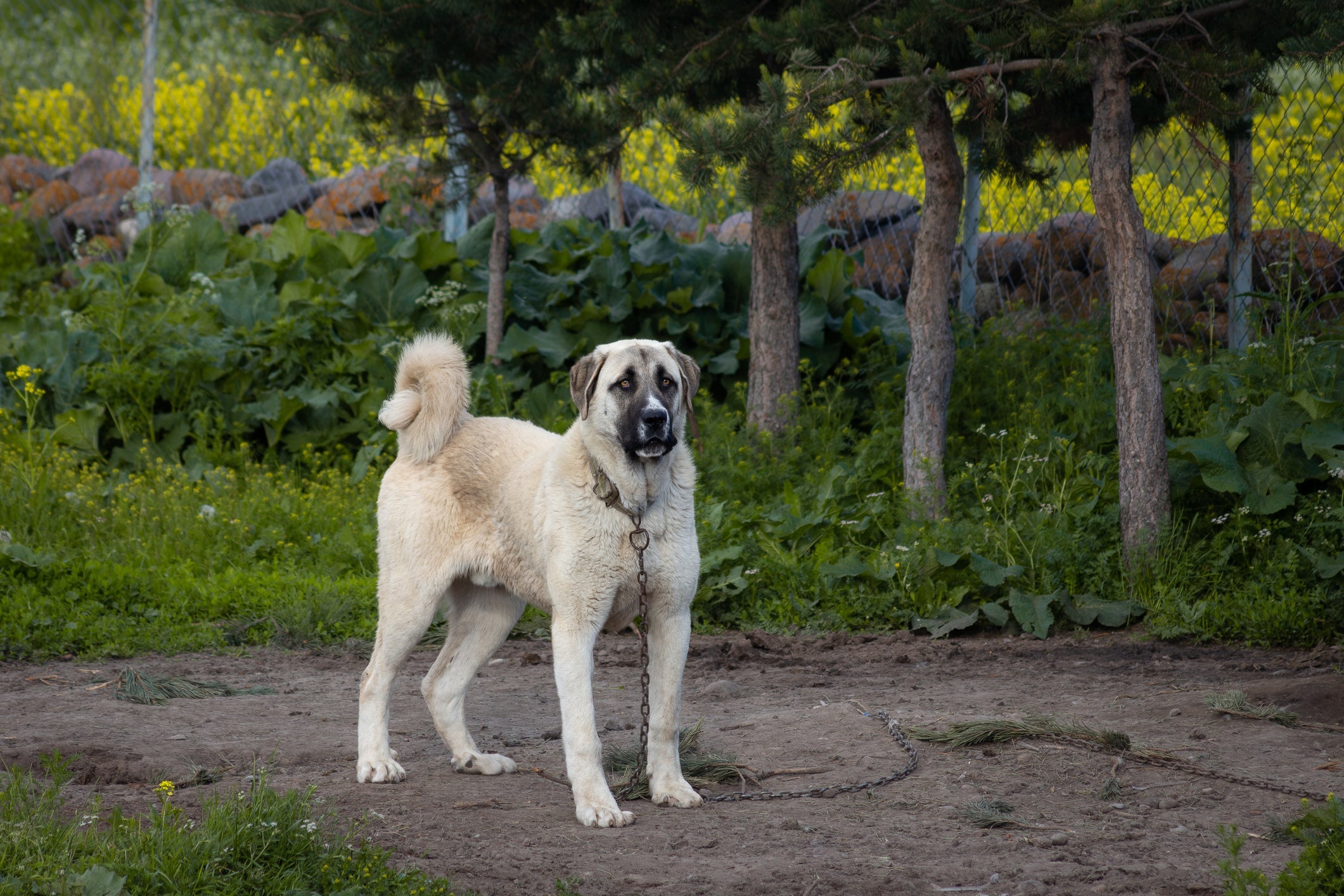 O Kangal é um dos cachorros mais perigosos do mundo por causa da força da mordida