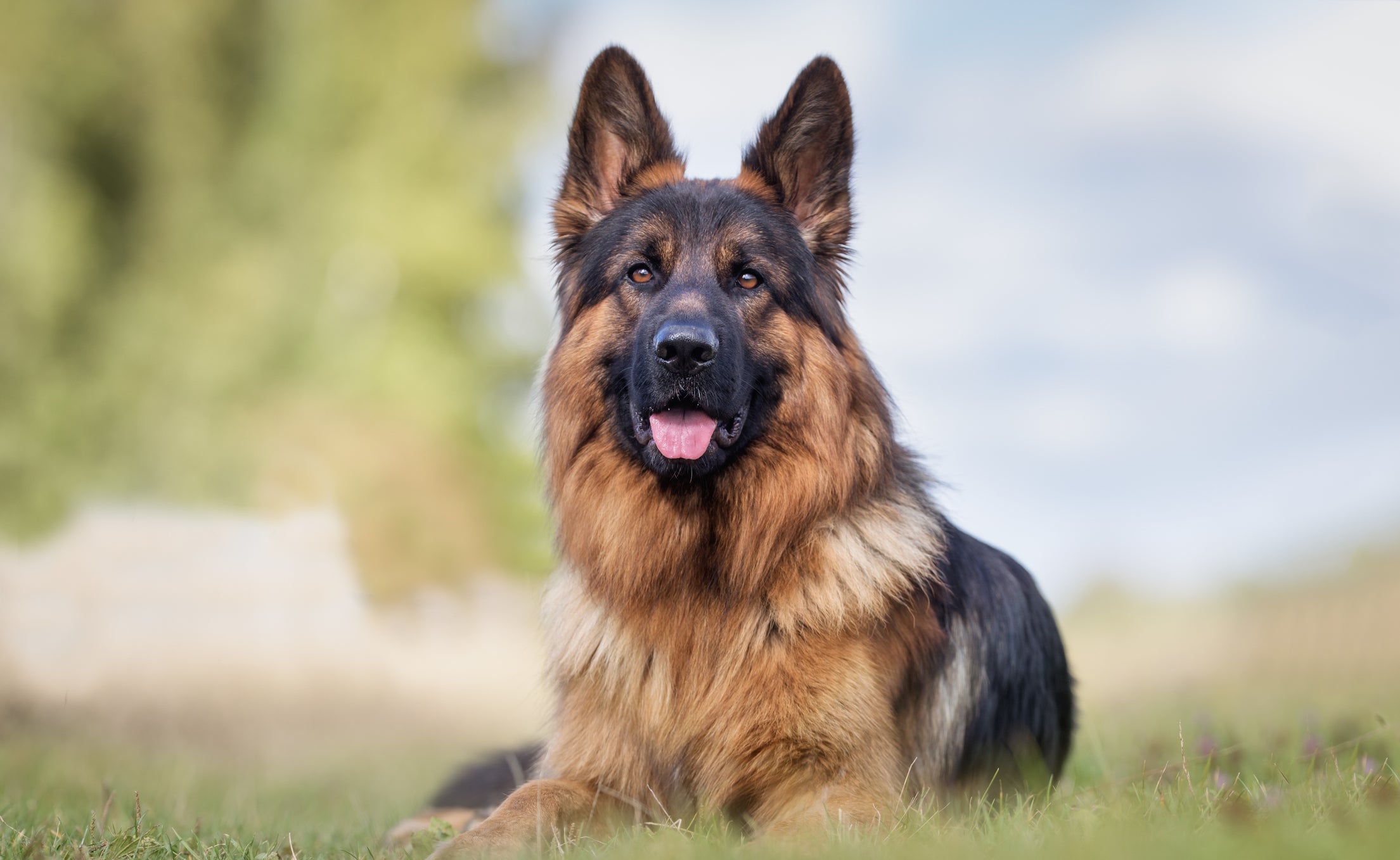 Sem o adestramento certo, um cachorro perigoso é o Pastor Alemão
