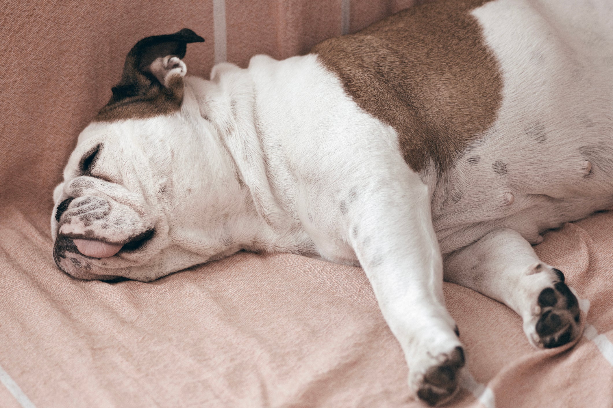 O Bulldog Inglês passa muitas horas dormindo