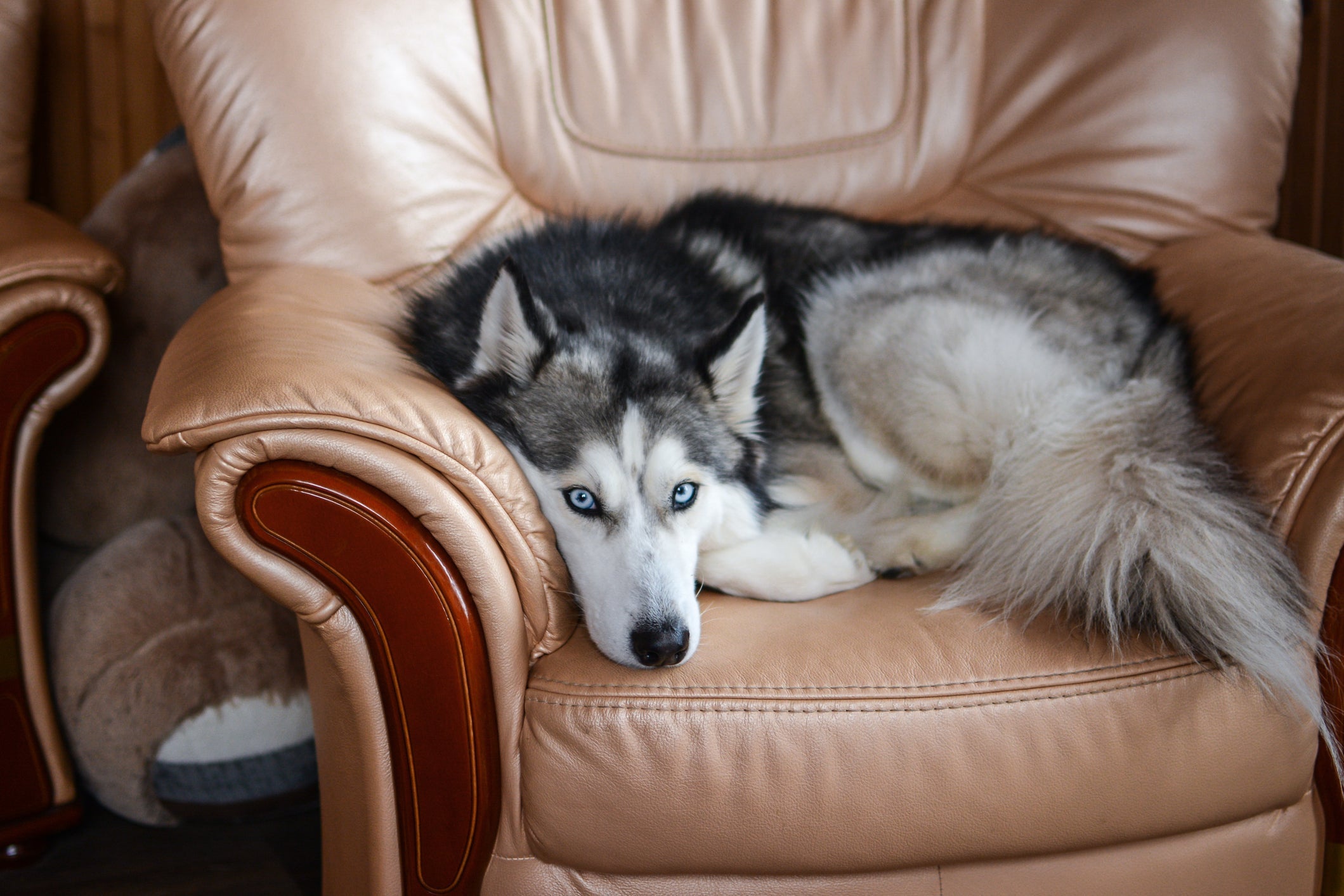 O Husky Siberiano é um cachorro que se adapta muito bem a apartamentos