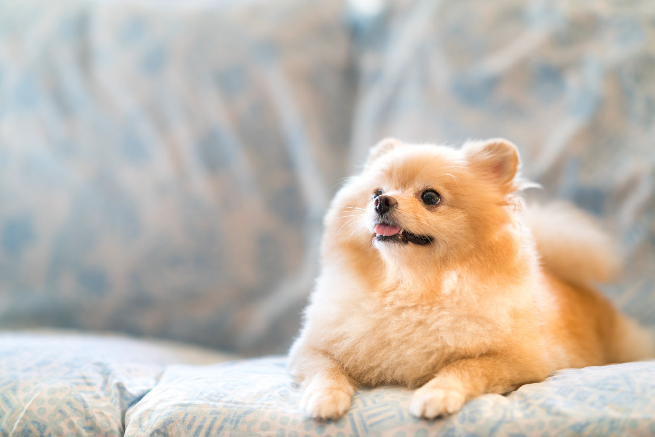 O Lulu da Pomerânia é um cachorro muito companheiro
